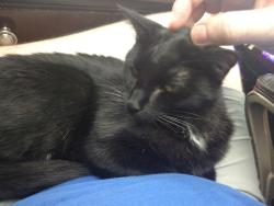 Reunited Female Cat last seen 37th and Sewell, Lincoln, NE 68506