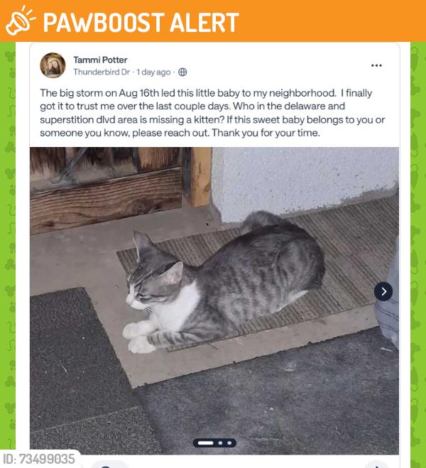 Found/Stray Unknown Cat last seen Ironwood Dr and Apache Trail, Apache Junction, AZ 85220