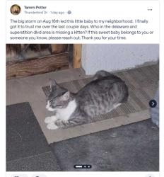 Found/Stray Unknown Cat last seen Ironwood Dr and Apache Trail, Apache Junction, AZ 85220