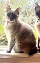 Lost Female Cat last seen 159th Place, Renton Highlands HOA area, Renton, WA 98058