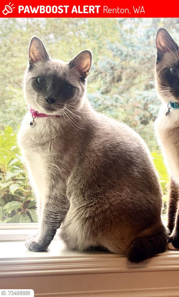 Lost Female Cat last seen 159th Place, Renton Highlands HOA area, Renton, WA 98058