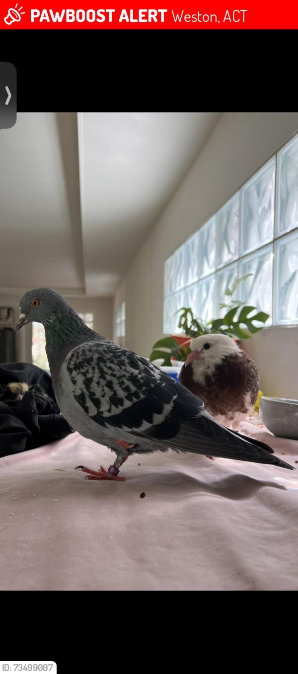 Lost Female Bird last seen Preston Street, Weston, ACT 2611