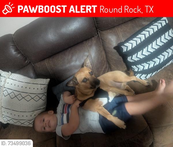Lost Male Dog last seen Elementary school, Round Rock, TX 78664