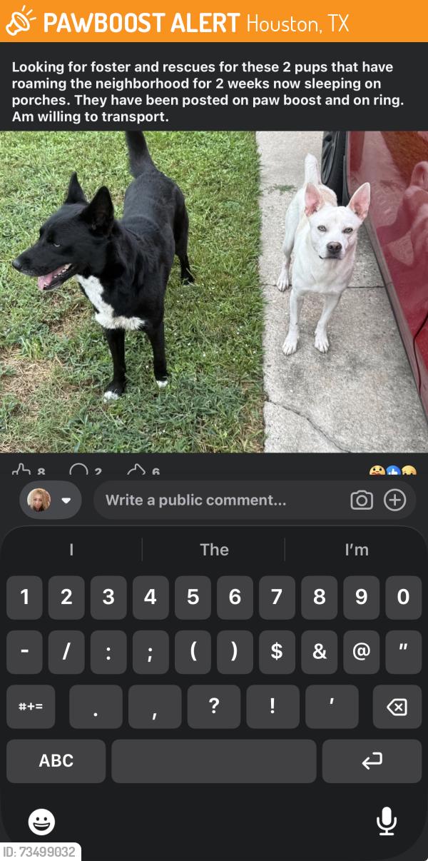 Found/Stray Male Dog last seen Tradewinds Dr, Houston, TX 77086