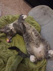 Lost Male Cat last seen In the parking lot behind 2427 April Liu Lane, Charlotte, NC 28213