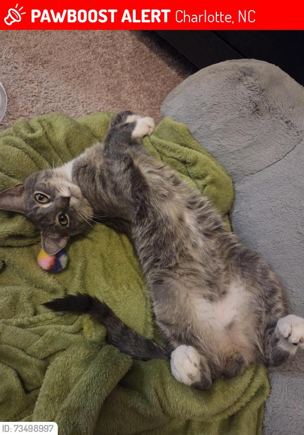 Lost Male Cat last seen In the parking lot behind 2427 April Liu Lane, Charlotte, NC 28213
