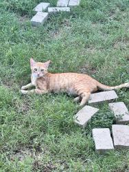Lost Male Cat last seen Diamond Trace Trl & Chaps Ave, Fort Worth, TX 76244