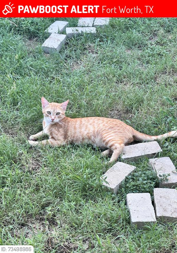 Lost Male Cat last seen Diamond Trace Trl & Chaps Ave, Fort Worth, TX 76244
