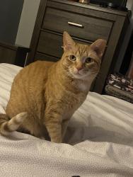Lost Female Cat last seen Terry Rd & Lower Hunters, Louisville, KY 40216