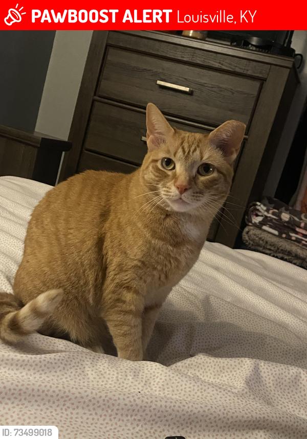 Lost Female Cat last seen Terry Rd & Lower Hunters, Louisville, KY 40216