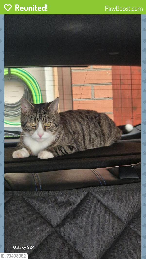 Reunited Male Cat last seen Stamford Road, West Midlands, England DY5 2QE