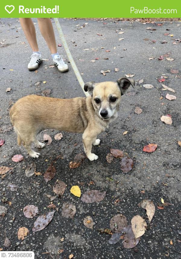 Reunited Female Dog last seen Rhame Road, Richland County, SC 29229