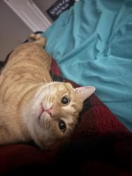 Lost Male Cat last seen Durban Way, Camby, IN 46113