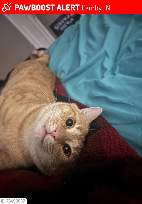 Lost Male Cat last seen Durban Way, Camby, IN 46113