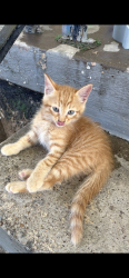 Lost Male Cat last seen Near Kellogg, Dallas, TX 75216