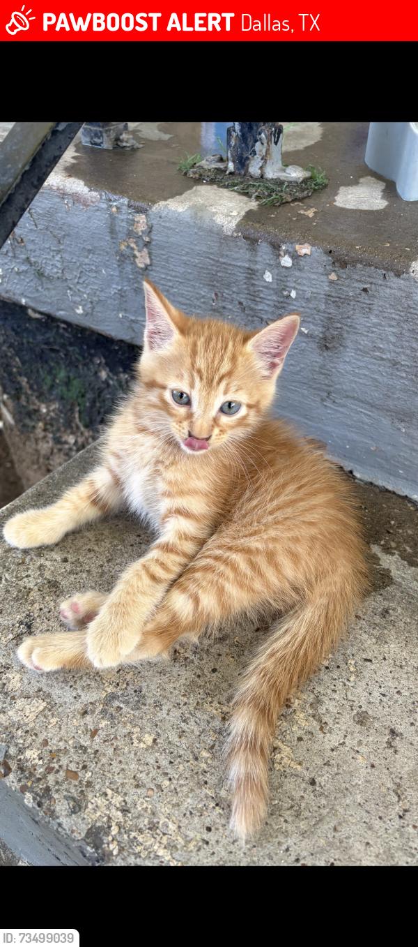 Lost Male Cat last seen Near Kellogg, Dallas, TX 75216