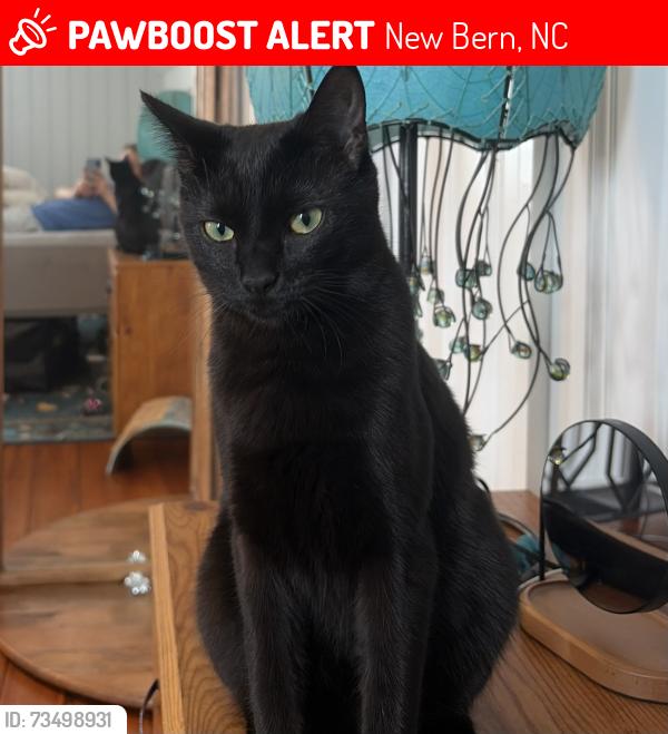 Lost Female Cat last seen E Front Street and Pollock Street, New Bern, NC 28560