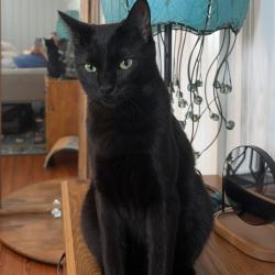 Lost Female Cat last seen E Front Street and Pollock Street, New Bern, NC 28560