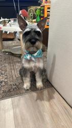 Lost Male Dog last seen Orange and third avenue, Chula Vista, CA 91911