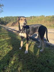 Found/Stray Female Dog last seen Varnum Rd, near cow pasture, Laurel Hill, FL 32567