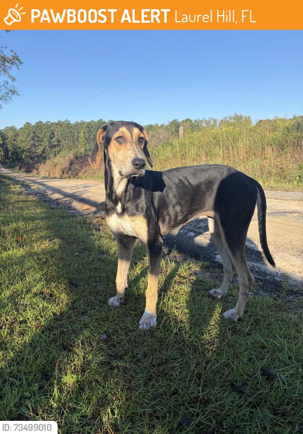 Found/Stray Female Dog last seen Varnum Rd, near cow pasture, Laurel Hill, FL 32567