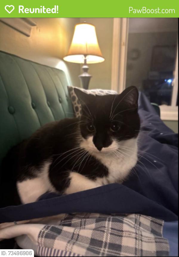 Reunited Male Cat last seen 13 mile and Main Street, Royal Oak, MI 48073
