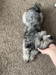 Lost Male Dog last seen Grand Canyon and Farm, Las Vegas, NV 89149