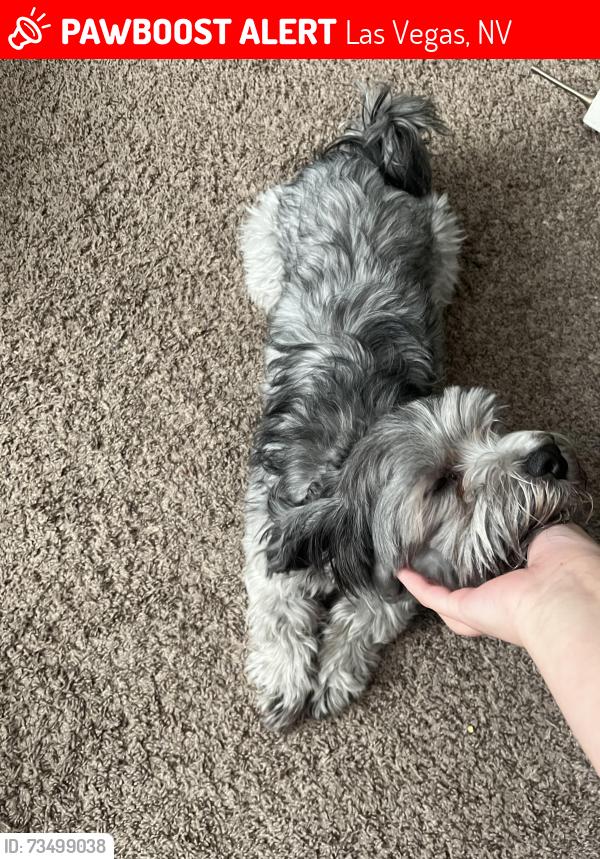Lost Male Dog last seen Grand Canyon and Farm, Las Vegas, NV 89149