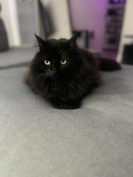 Reunited Male Cat last seen Near vanderslice ct 14, Walnut Creek, CA 94596
