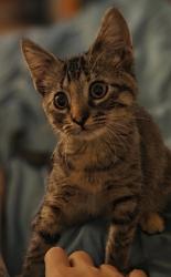 Lost Female Cat last seen St. Francis of Assisi Church, Rochester, MN 55904