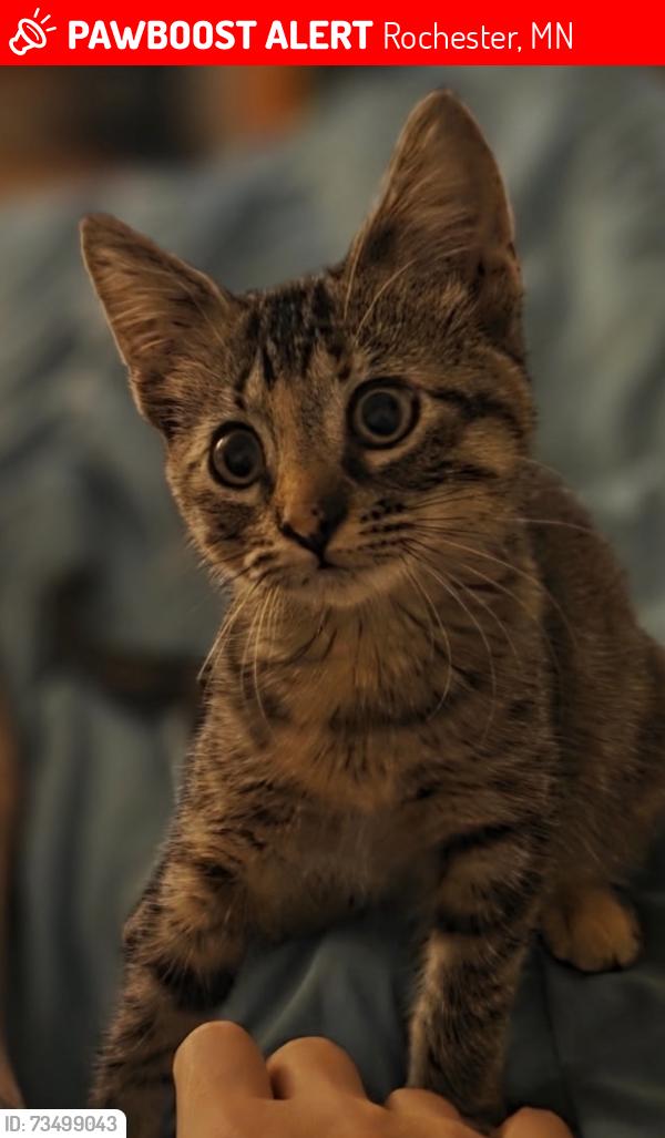 Lost Female Cat last seen St. Francis of Assisi Church, Rochester, MN 55904
