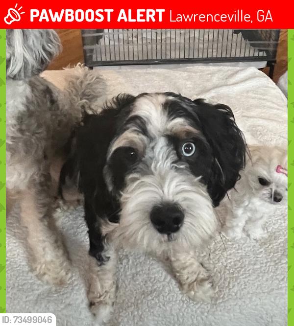 Lost Male Dog last seen Lebanon Road, Lawrenceville, GA 30043