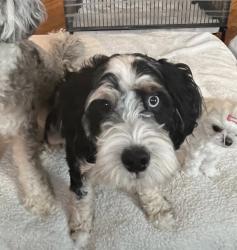 Lost Male Dog last seen Lebanon Road, Lawrenceville, GA 30043
