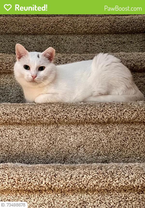 Reunited Male Cat last seen Kames Ct & Our Slinger Rd, Slinger, WI 53086