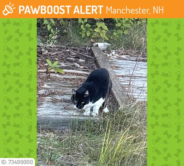 Found/Stray Unknown Cat last seen Grant St, Manchester, NH 03104