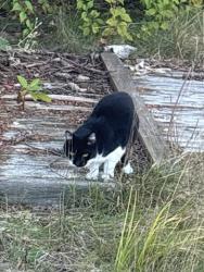 Found/Stray Unknown Cat last seen Grant St, Manchester, NH 03104