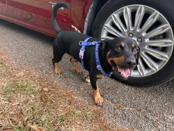 Reunited Male Dog last seen Lazy Ln, Porter TX, Porter, TX 77365