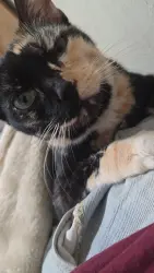 Lost Female Cat last seen Barracks Museum, Los Angeles, CA 90744