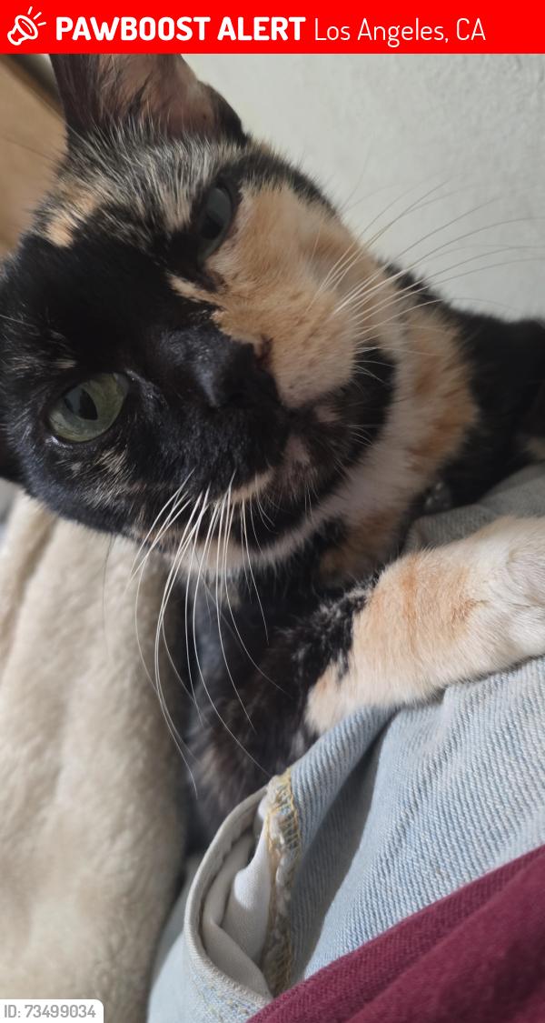 Lost Female Cat last seen Barracks Museum, Los Angeles, CA 90744