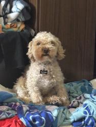 Reunited Male Dog last seen Near Sepal St, Selma, NC 27576, USA, Selma, NC 27576