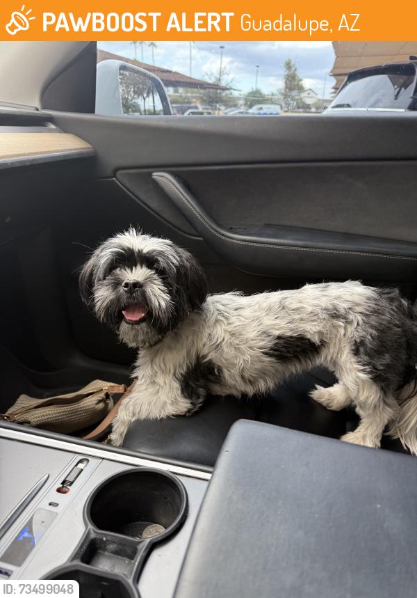 Found/Stray Female Dog last seen Guadalupe rd and Price drive, Guadalupe, AZ 85283