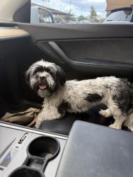 Found/Stray Female Dog last seen Guadalupe rd and Price drive, Guadalupe, AZ 85283