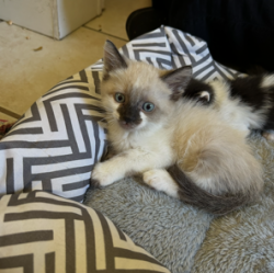 Shelter Stray Male Cat last seen Near E 600 N, Farmington, UT 84025, USA, 1422 E 600 N, Fruit Heights, UT 84037, USA