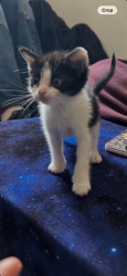 Shelter Stray Female Cat last seen Near E 600 N, Farmington, UT 84025, USA, 1422 E 600 N, Fruit Heights, UT 84037, USA