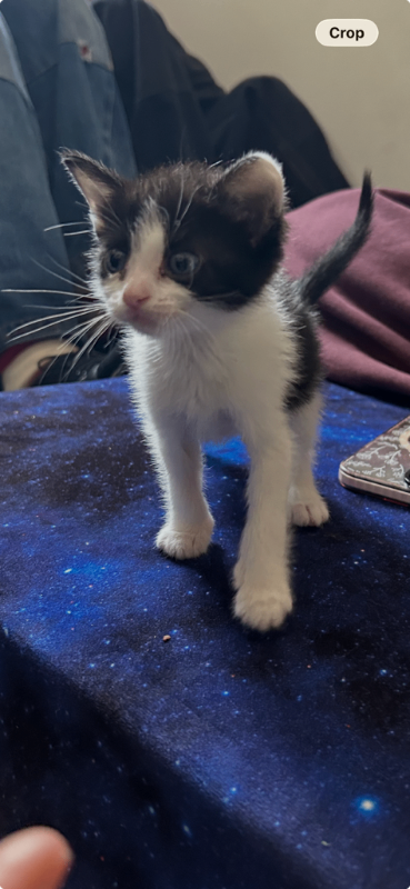 Shelter Stray Female Cat last seen Near E 600 N, Farmington, UT 84025, USA, 1422 E 600 N, Fruit Heights, UT 84037, USA