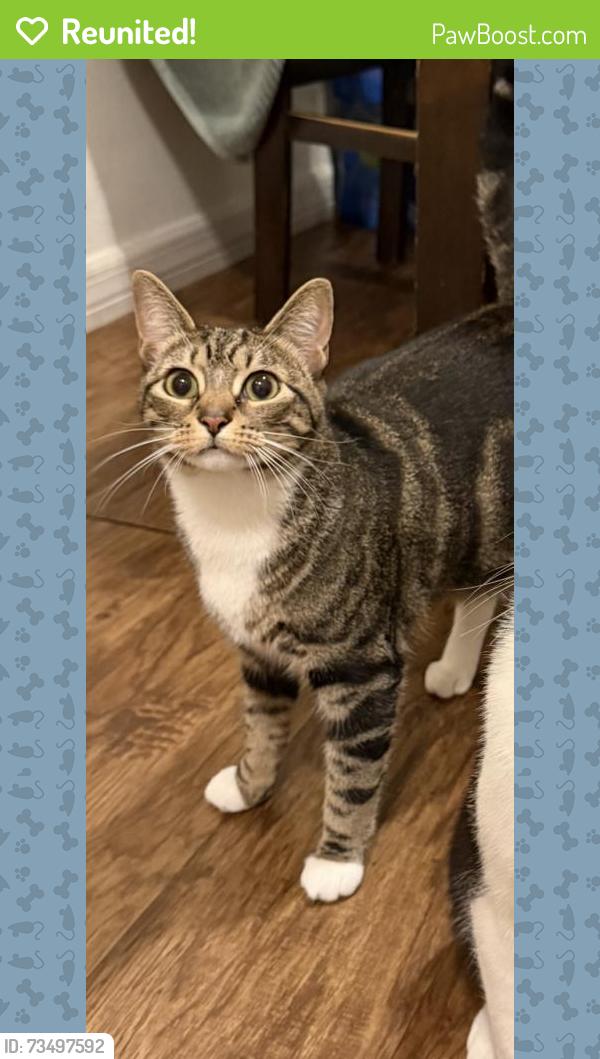 Reunited Female Cat last seen Highland Ave and Lakeview Rd, Clearwater, FL 33755