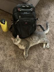 Lost Male Cat last seen Ann and centennial park way, Las Vegas, NV 89149