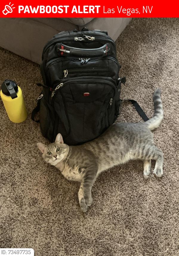 Lost Male Cat last seen Ann and centennial park way, Las Vegas, NV 89149