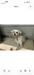 Reunited Male Dog last seen Target, Ross, kohls, Cumming, GA 30041