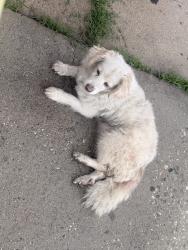 Found/Stray Unknown Dog last seen 107th street and Weigand Avenue, Los Angeles, CA 90002